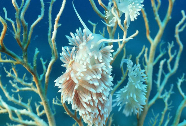 海中建筑師 珊瑚蟲